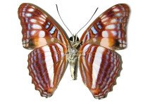 ADELPHA PHYLACA PSEUDAETHALIA